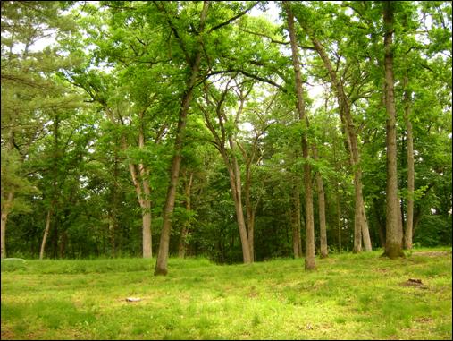 Trees and grass at wayside