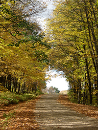 Photo of Rustic Road 55 taken by Jane Carlson