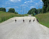 Photo of Rustic Road 97 taken by Tom Paquin